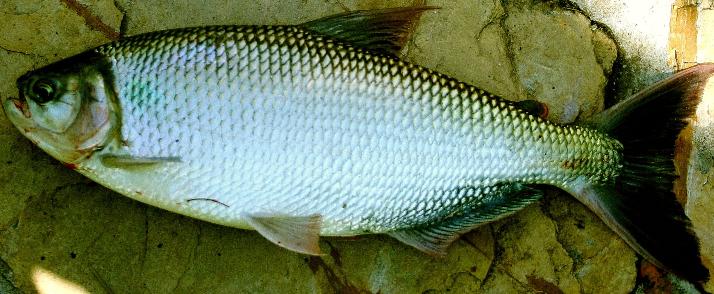 Brycon amazonicus (Spix & Agassiz, 1829)